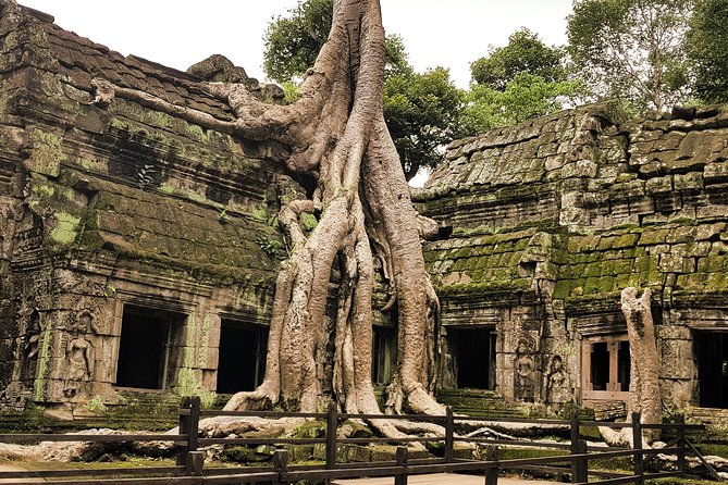 2-Days Private Tour in Angkor Sunrise, Banteay Srei and Beng Mealea Temple - Ta Prohm shows nature pressing through stone