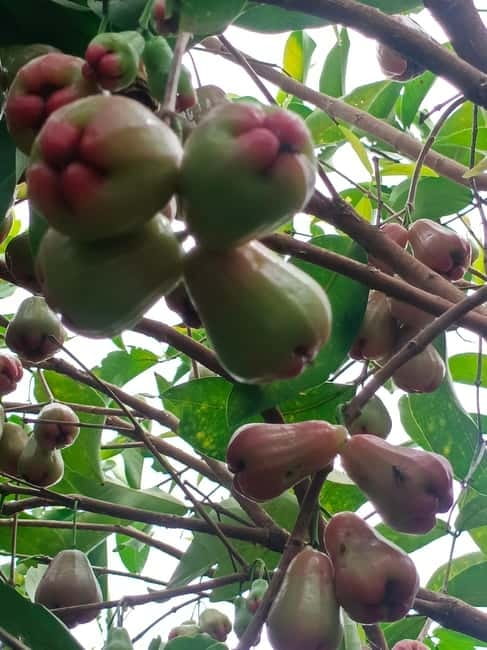 A day tour through Battambang/Local area and landmarks - Rice fields, lotus farms, and local fruit