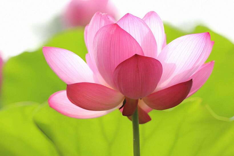 Angkor Silk Farm & Lotus Silk Farm: Siem Reap Discovery Tour - Practical booking advice for a smoother morning