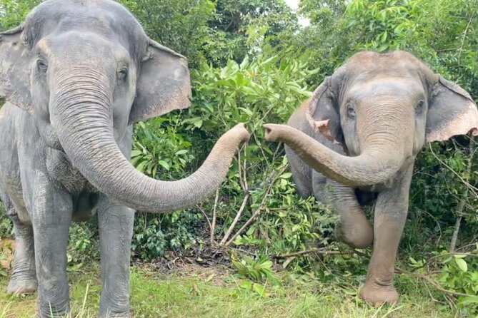 Angkor Wat Temples & Kulen Elephant Forest Day Tour - A temple day with an elephant encounter at the end