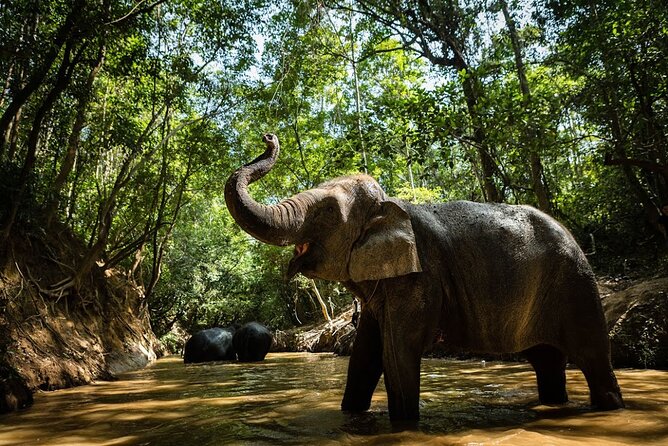 Angkor Wat Temples & Kulen Elephant Forest Day Tour - Bayon and the South Gate of Angkor Thom