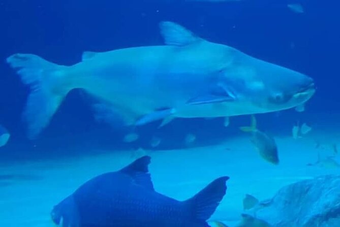 Angkor Wildlife & Aquarium Halfday tour - What you can expect inside the aquarium