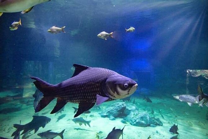 Angkor Wildlife & Aquarium Halfday tour - Sun bears, tigers, and the wildlife section