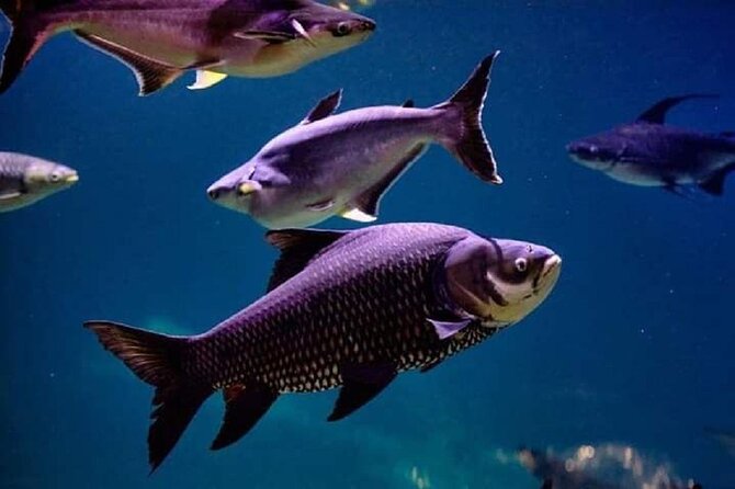 Angkor Wildlife & Aquarium Halfday tour - Is $29 a good value?