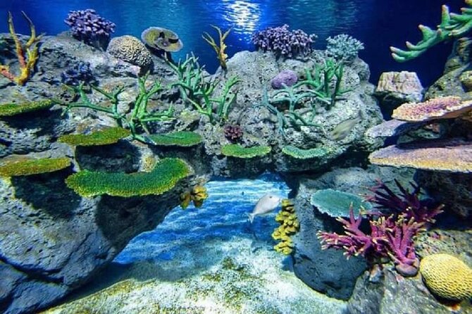 Angkor Wildlife & Aquarium Halfday tour - The four-hour plan from hotel pickup to return