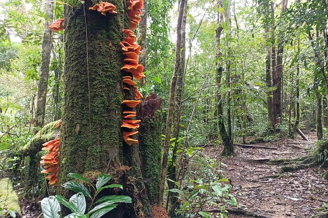 Aural Mountain Trek: Cambodia Tallest Peak Challenge - The 1974 plane wreck in the forest