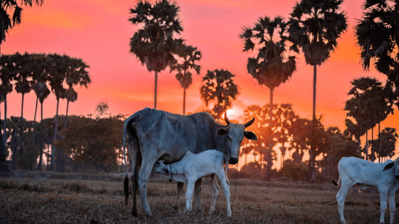 Authentic Siem Reap: Tuk Tuk Countryside and Sunset Tour - Key points at a glance