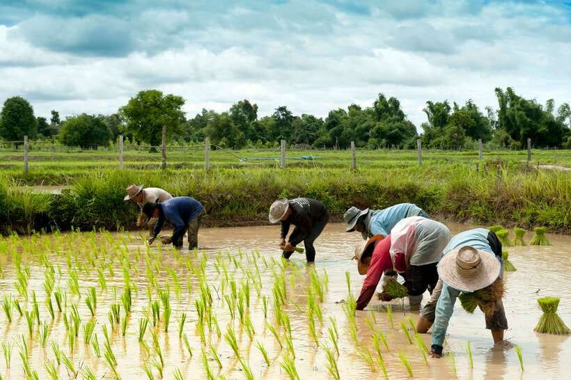 Back to Basics: Village Life Tour from Siem Reap - A local guide changes the visit
