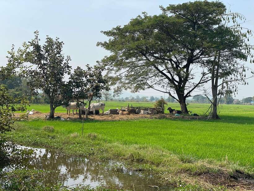 Battambang: Bamboo Train, Bat Cave and Killing Cave Tour - Key points to know before you book