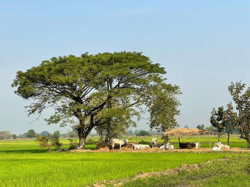 Battambang: Bamboo Train, Bat Cave and Killing Cave Tour - A six-hour route that builds toward the bats