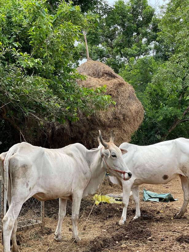 Battambang: Bamboo Train, Bat Cave and Killing Cave Tour - Guides make the difference