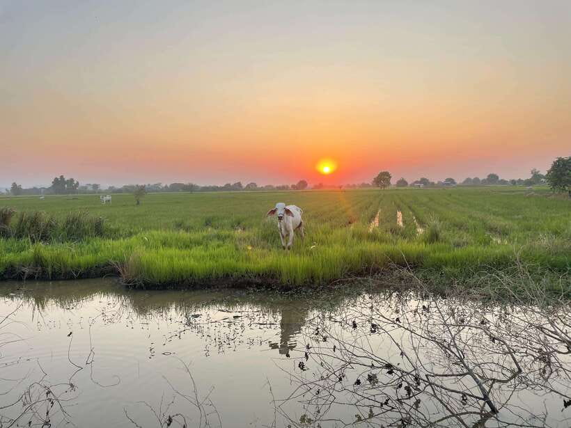 Battambang: Bamboo Train, Bat Cave and Killing Cave Tour - Is $12 a good value?