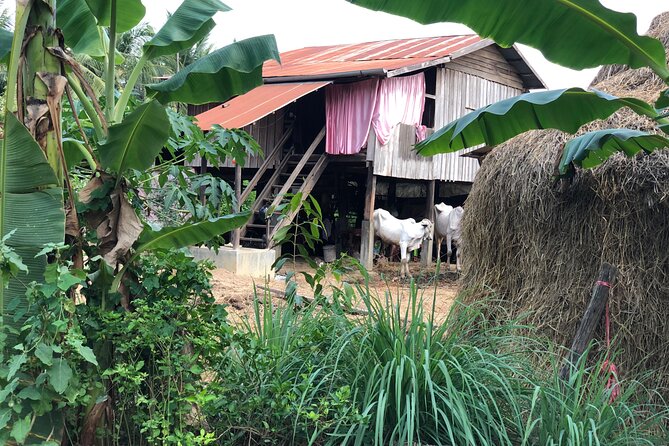 Battambang Private afternoon tour bamboo train bat cave & village - The bamboo train, one hour on a wooden platform