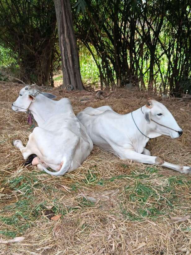 Battambang Private Full-Day Tour - Key points at a glance