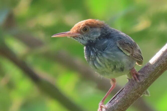 Beyond The Oudong Temple and Birdwatching in Phnom Penh - The first stop, countryside birds after a 30-minute drive