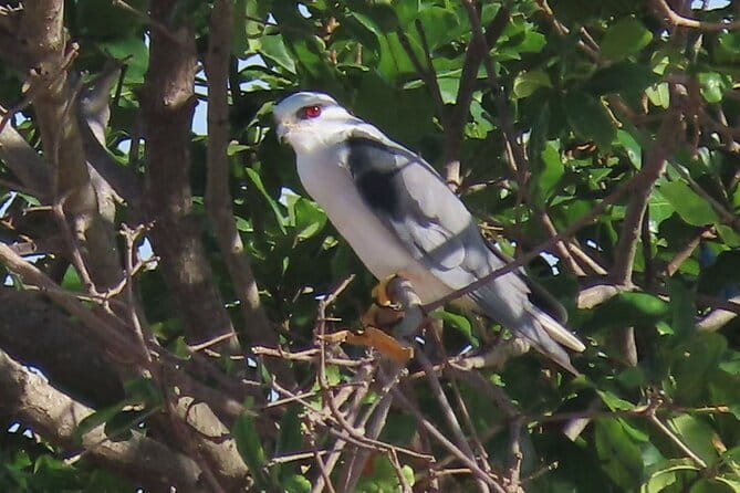 Beyond The Oudong Temple and Birdwatching in Phnom Penh - Timing, transport, and group size