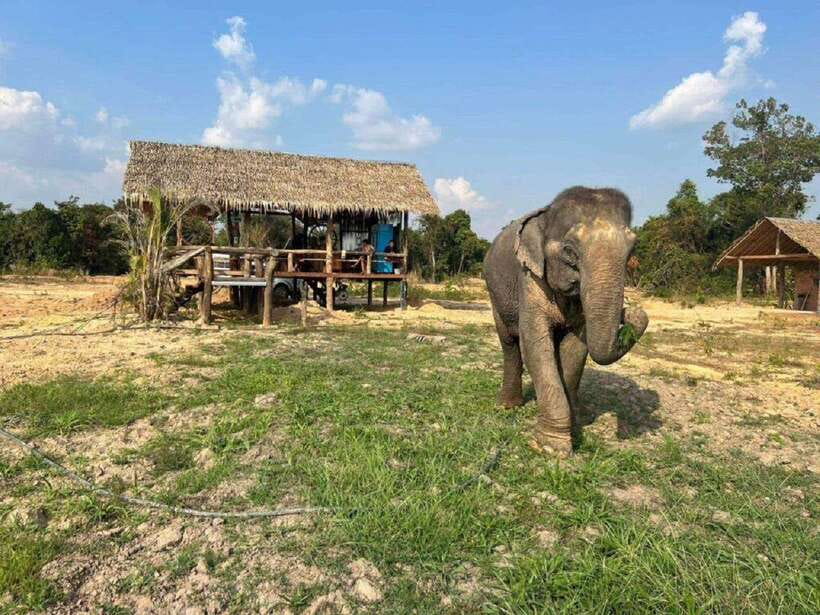 Cambodia Elephant Sanctuary Include Hotel Transfer Roundtrip - Meeting the elephants outside Siem Reap