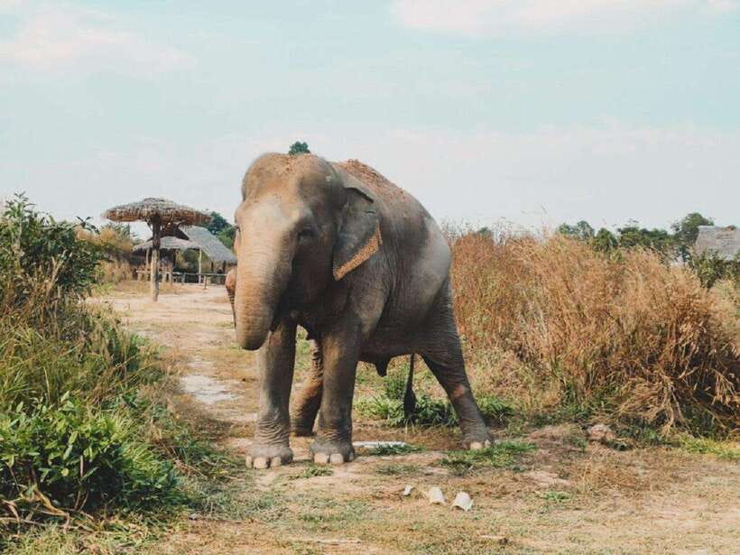 Cambodia Elephant Sanctuary Include Hotel Transfer Roundtrip - Cooking food for the elephants