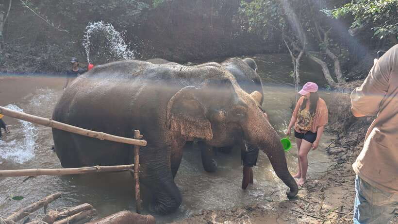 Cambodia Elephant Sanctuary Include Hotel Transfer Roundtrip - The muddy bath and river time