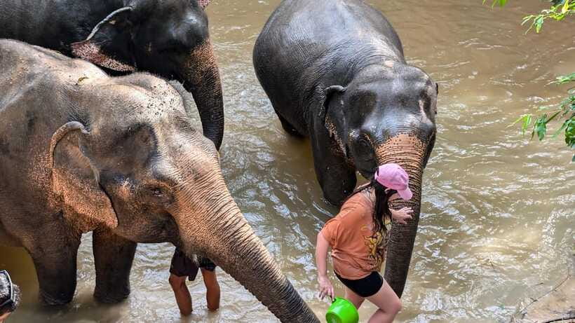 Cambodia Elephant Sanctuary Include Hotel Transfer Roundtrip - What the $122 price includes