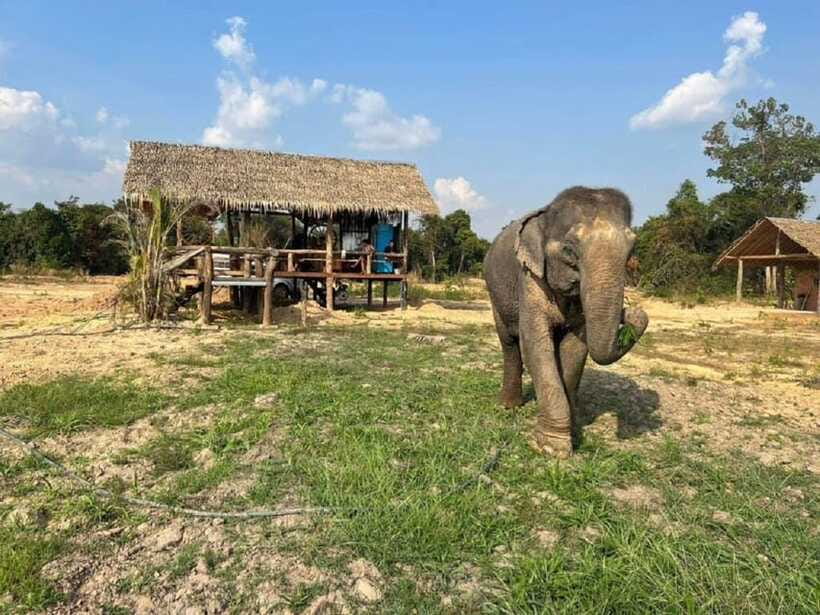 Cambodia Elephant Sanctuary Include Hotel Transfer Roundtrip - Who should book this experience