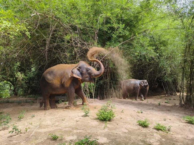 Cambodia Elephants Haft Day Experiences from Siem Reap - The long road from Siem Reap to the elephants