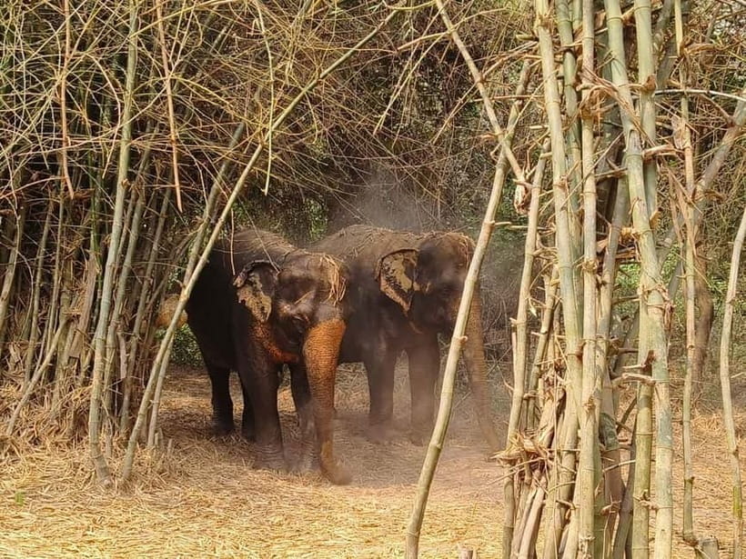 Cambodia Elephants Haft Day Experiences from Siem Reap - Who will enjoy this experience most?
