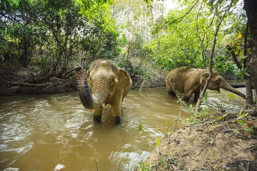 Cambodia Elephants Haft Day Experiences from Siem Reap - Booking details that matter