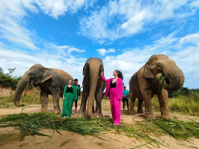 Cambodia Elephants Haft Day Experiences from Siem Reap - What happens at Cows for Cambodia Farm