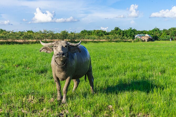 Countryside Sunset Jeep Tour with Drinks included - Who should book this four-hour outing