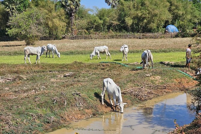 East Corner of Siem Reap - Roluos Group & Countryside - Lunch, village contact, and the human side of the ride