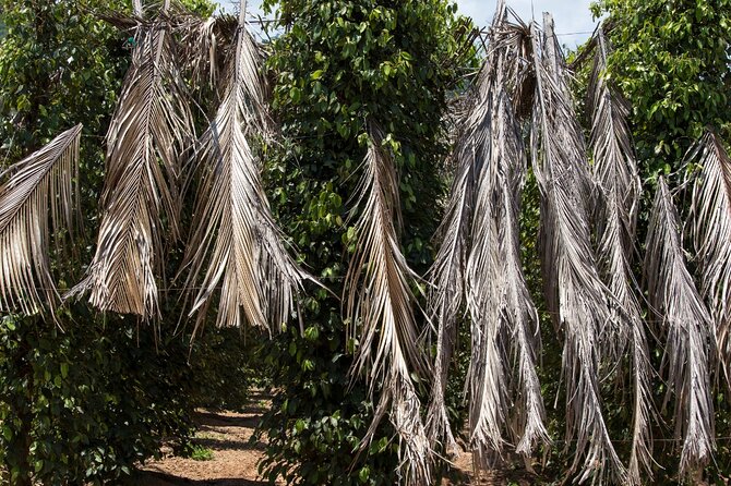 Exploring the Best of Kampot and Kep in a Full-Day Tour - What the guide and tuk tuk add