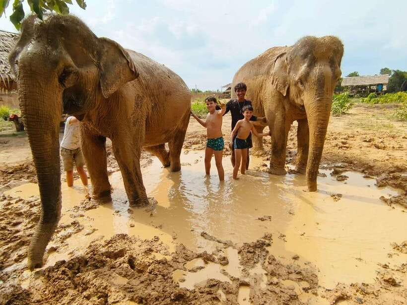 From Siem Reap: Elephant Sanctuary Experience with Transfers - Key points to know before you book