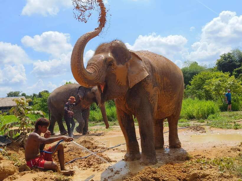 From Siem Reap: Elephant Sanctuary Experience with Transfers - Watching three elephants behave like individuals