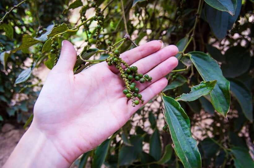 FULL DAY - Countryside Tuk-Tuk Pepper Tour + Kep - Key points to know before you book