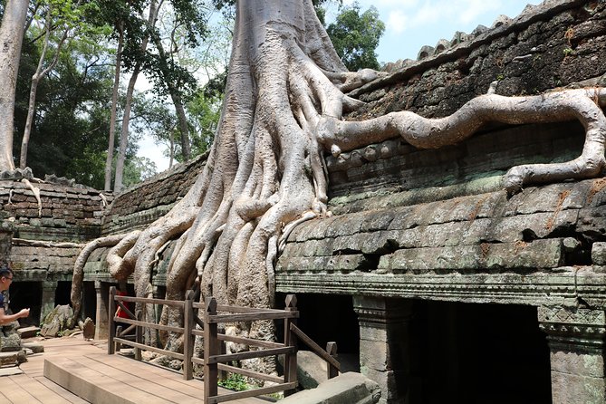 Full Day Temples Explorer - Small Group - Ta Prohm, where stone meets roots