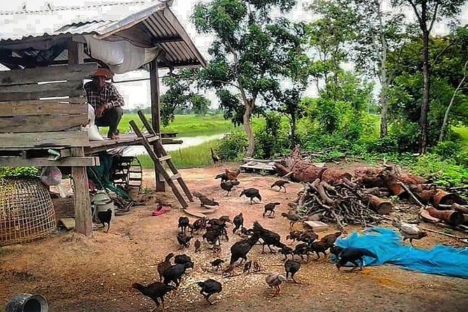 Full-day: Wat Banan. Old bamboo train. Bat Cave. Killing cave - Who should book this day?