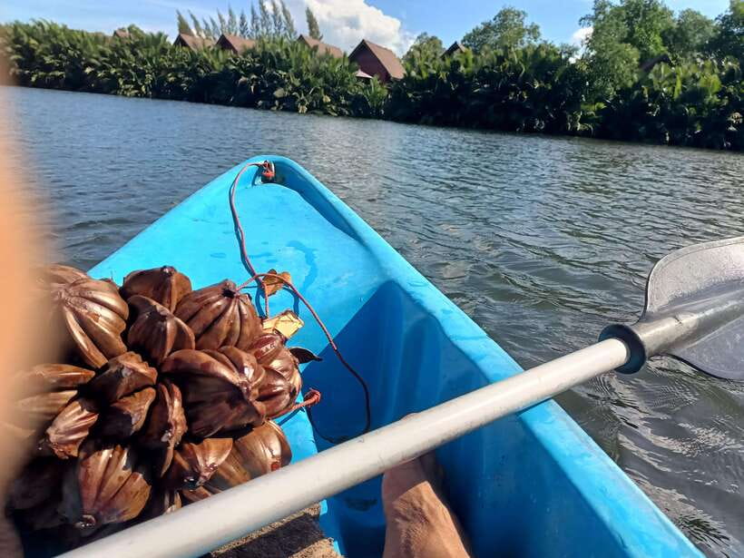 Green Cathedral Kayaking Journey & Reflection River View - Guides who add more than directions