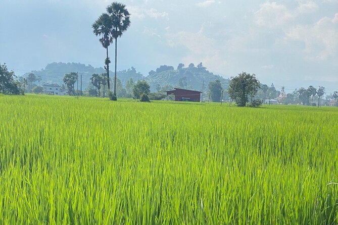 Half-Day Adventure to the Pepper Farm by Scooter - Seeing Kampot pepper at BoTree Farm