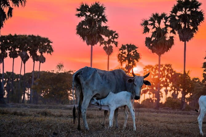 Half Day Kampong Pluk Fishing Village with Sunset Private Tour - Sunset across Tonle Sap Lake