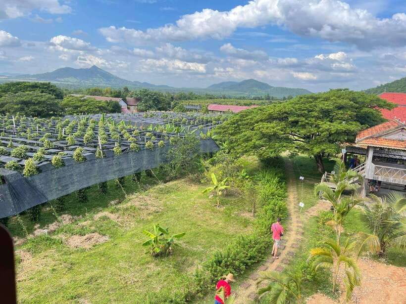 Kampot Pepper Farm, Salt Fields, Crab Market from Phnom Penh - Who should book this day trip