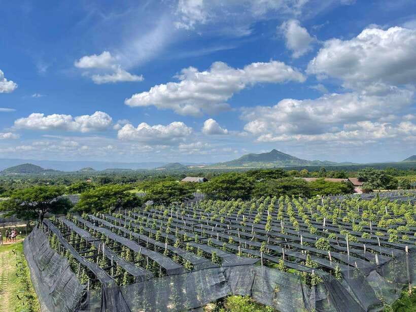 Kampot Pepper Farm, Salt Fields, Crab Market from Phnom Penh - Should you book this Kampot and Kep tour?