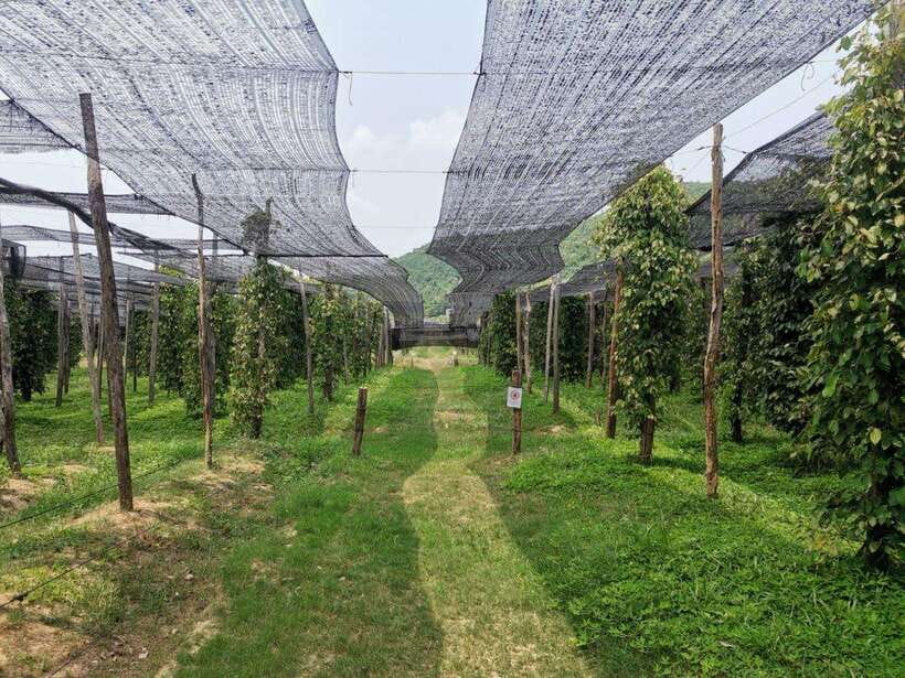 Kampot Pepper Farm Tour: Salt Fields, La Plantation & Cave - Brateak Krola Lake for a quiet half hour