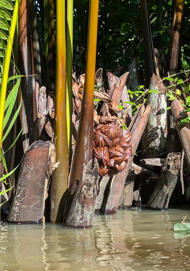 Kampot's Countryside & Kayak Tour, Pepper Farm include Lunch - Understanding Kampot pepper at the plantation