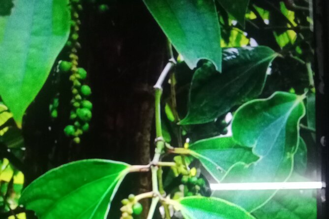 KAMPOT TRAVEL-Pepper farm. Cave.Secret lake-Crab market & Salt... - Kampot’s salt fields and old-fashioned production