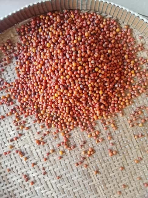 Kep: Discover kampot pepper farm/lake & Salt fields...more - The guide can shape the whole day