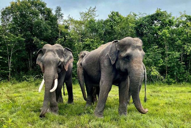 Kulen Elephant Forest and Tonle Sap Lake by Private Tour - Why this Siem Reap day trip works