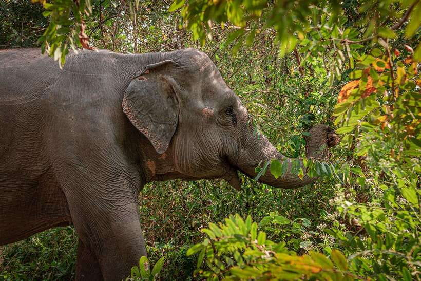 Kulen Elephant Forest Siem Reap in Small Group - Key points to know before you book
