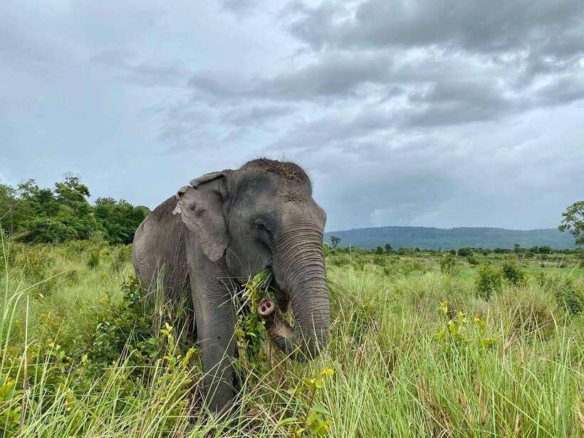 Kulen Elephant Forest Siem Reap in Small Group - Small-group advantages and limits