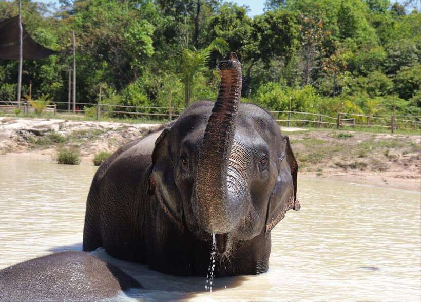 Kulen Elephant Forest Siem Reap in Small Group - Meeting rescued elephants outside Siem Reap